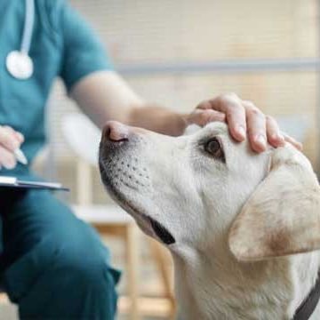 Orthopaedics-for-pets-brentwood Orthopaedics for Pets in Essex - Emergency Pet Care