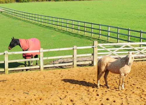 Equine Clinic in Brentwood and Romford