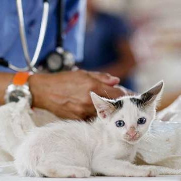 pet-health-checks-brentwood pet-health-checks-brentwood