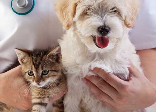 Preventative Healthcare for pets in Brentwood & Romford