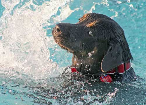 Hydrotherapy for Dogs Brentwood and Romford