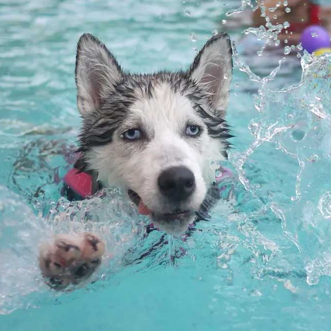 hydrotherapy-for-dogs-in-brentwood