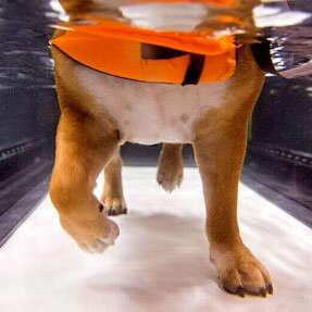 Hydrotherapy for Dogs in Essex