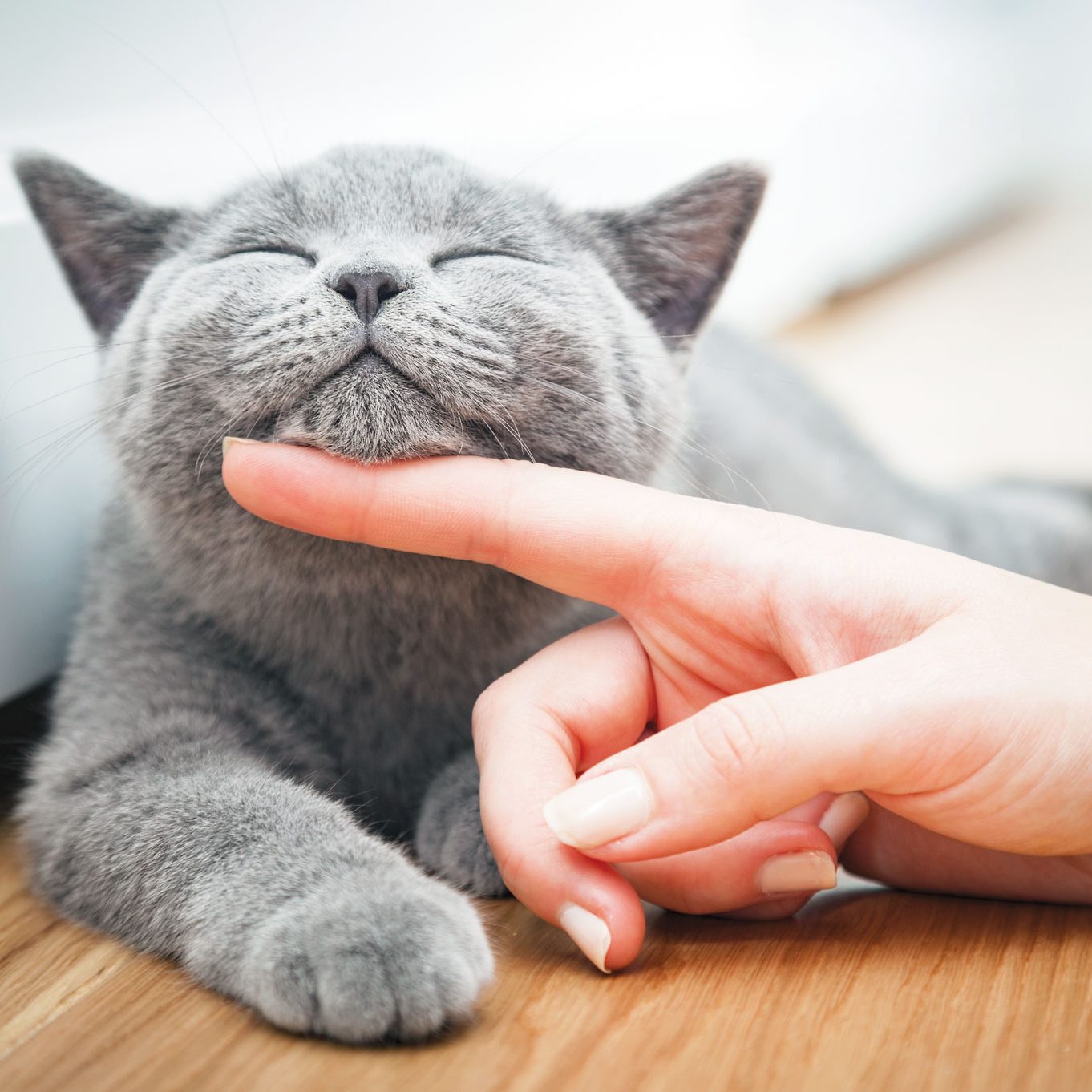 IsMyCatHappy IsMyCatHappy
