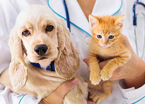 Nurse Clinic for Pets in Brentwood & Romford