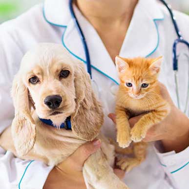 Pet Nurse Clinic in Essex