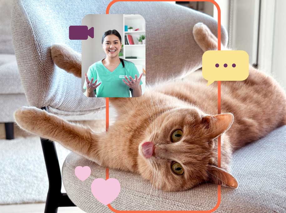 vidivet-ivy-lodge-vets-essex-cat