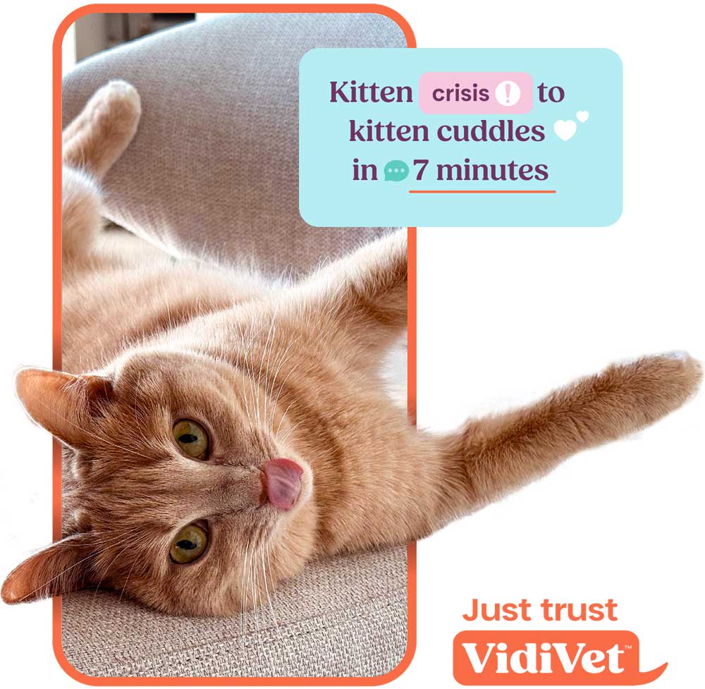 vidivet-ivy-lodge-vets-essex-cat2