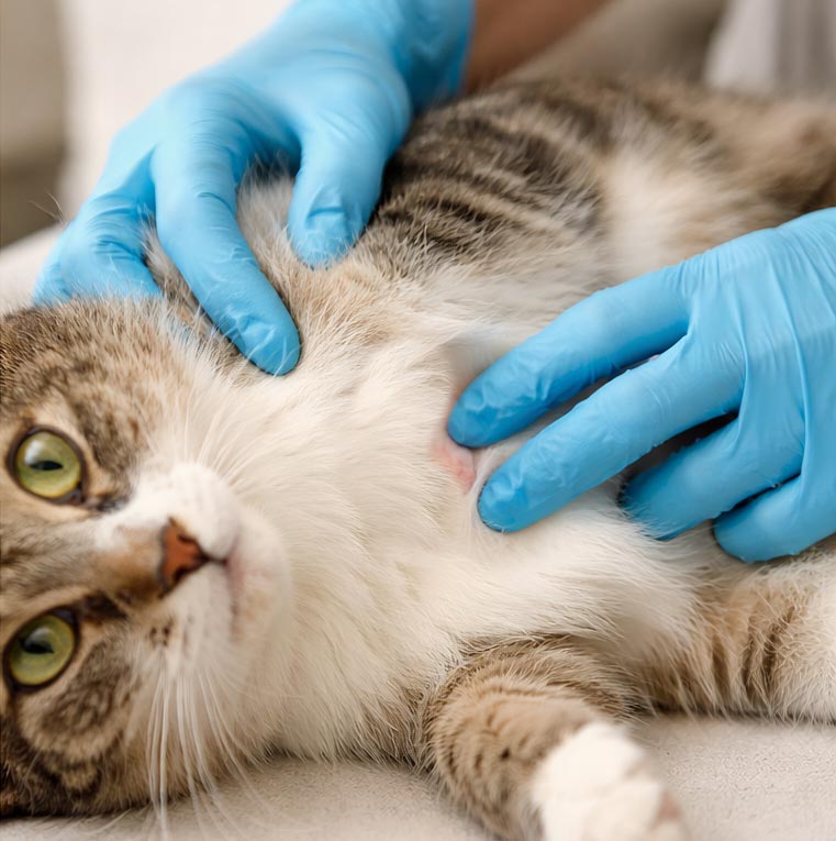 cat-lump-removal-essex