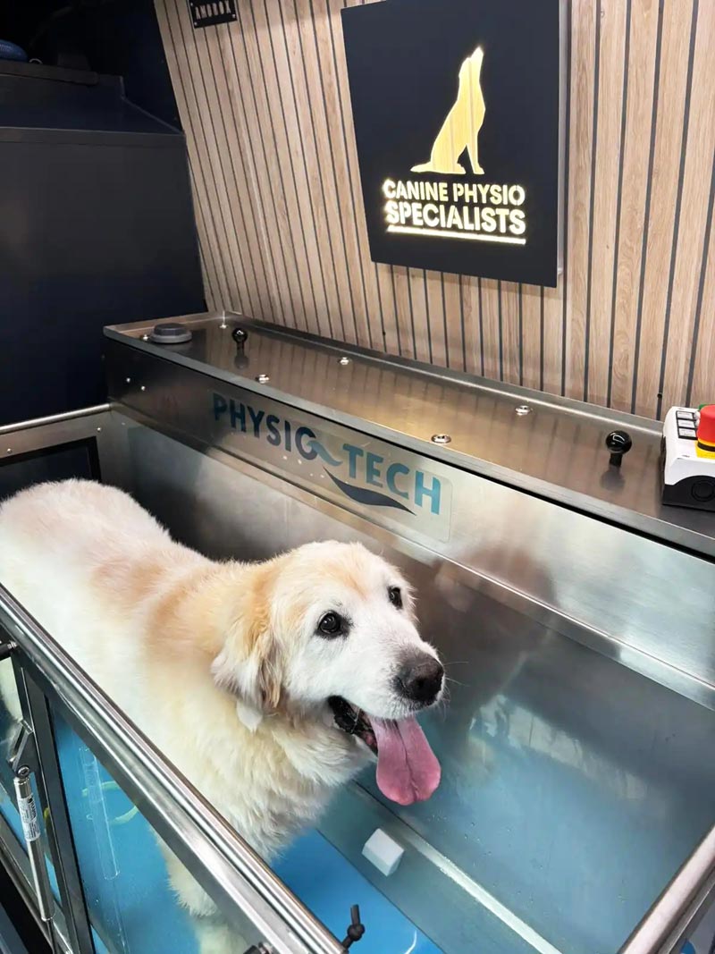 canine-physio-essex-hydrotherapy