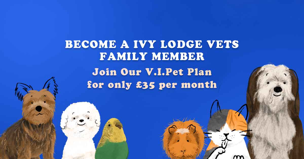 Dog Health Plans Essex